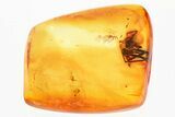 Detailed Fossil Spider (Araneae) In Baltic Amber #346656-1